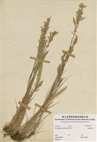 藏品(臺灣黃花茅)的圖片